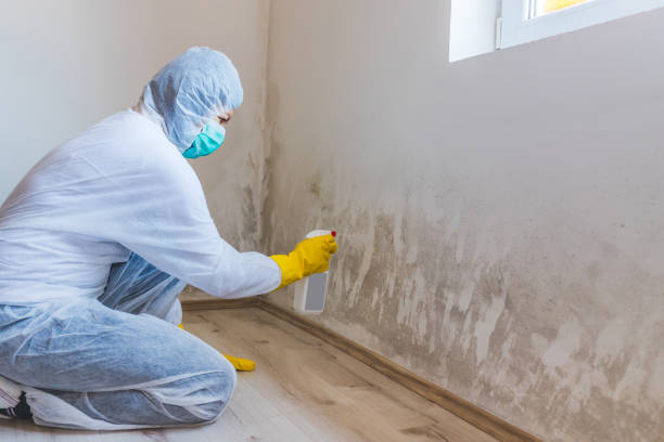 Licensed Mold Testing service in Springfield, GA - WQB Mold Removal