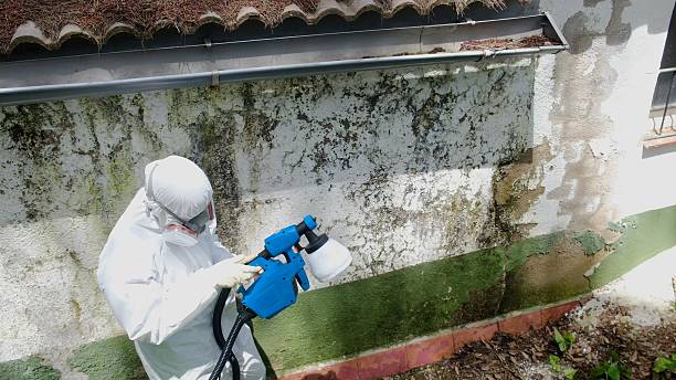 Top rated local Mold Testing specialists in Springfield, GA